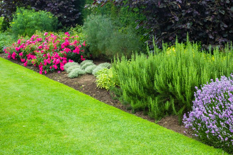 Rose Bush Planting in Ventura County, CA